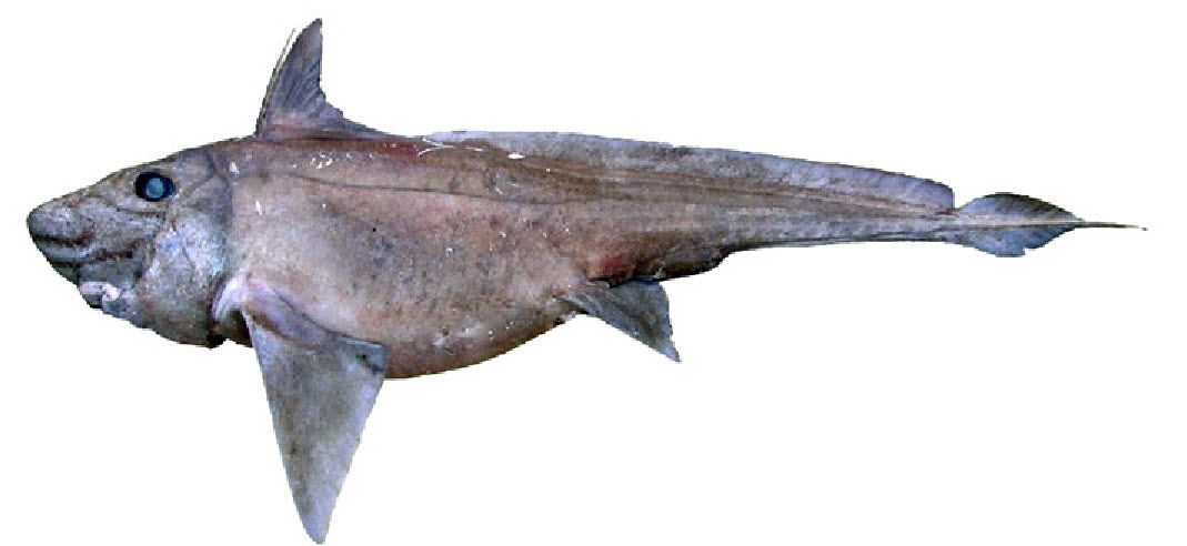 Hydrolagus pallidus_03